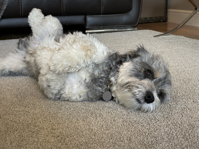 Carpet cleaning Knutsford Alderley Edge odour removal